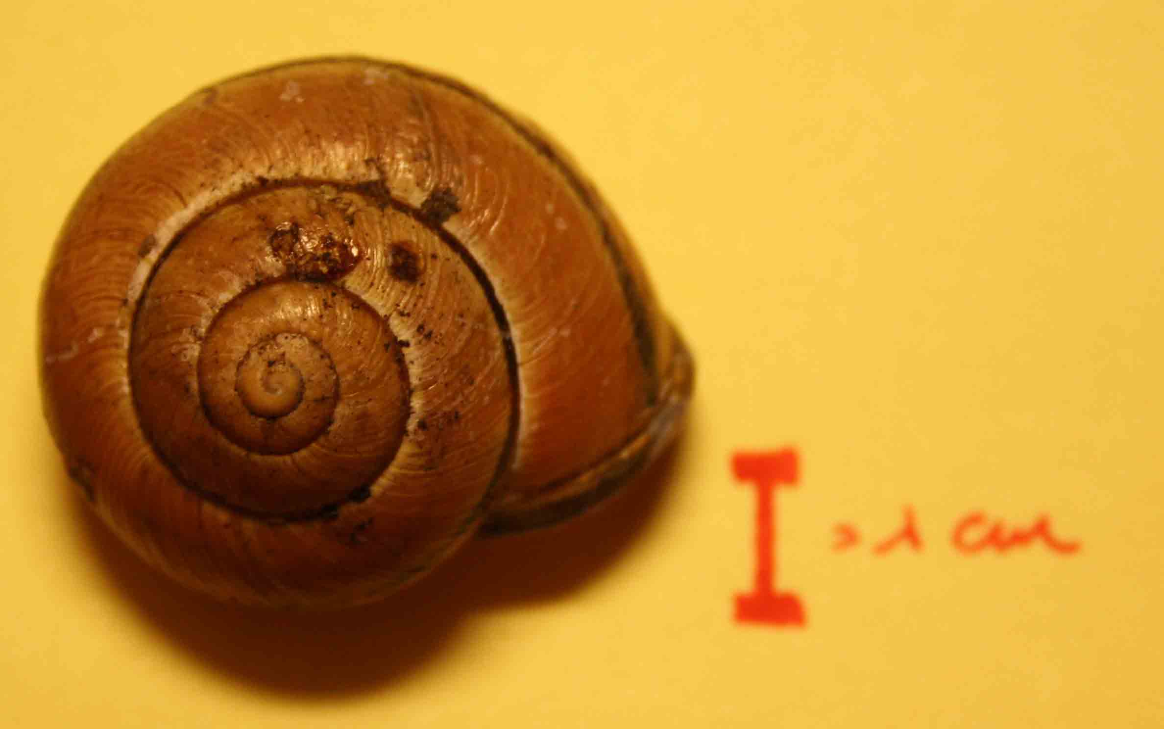 cepaea nemoralis?